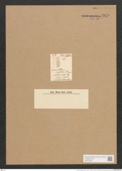 Achnanthes neglecta Schum. (de-Toni-Nr.: Genus 43, Species 1949) Zeichnungen Sammlung Grunow Nr. 3850 (NHMW-BOT-W0371548)